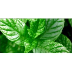 Eksklusive Saunadufte fra Franske Camylle.